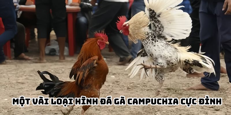 Một vài loại hình đá gà Campuchia cực đỉnh